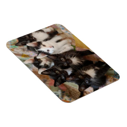 最も可愛い赤ん坊の動物 |ブラック&ホワイトの子猫 マグネット (右側)