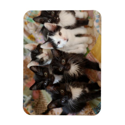 最も可愛い赤ん坊の動物 |ブラック&ホワイトの子猫 マグネット (縦)