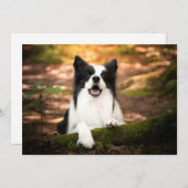 最も可愛い赤ん坊の動物 |ブラック&ホワイト縁どコリー サンキューカード (正面/裏面)