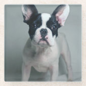 最も可愛い赤ん坊の動物 |ブルドッグフランスのの子犬 ガラスコースター (正面)