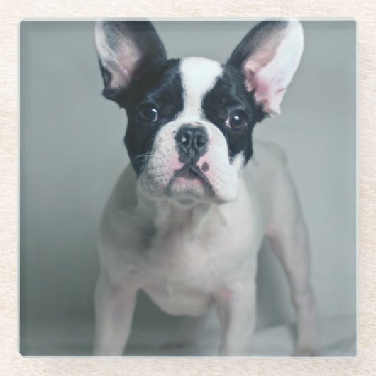 最も可愛い赤ん坊の動物 |ブルドッグフランスのの子犬 ガラスコースター (正面)