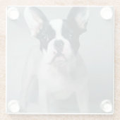 最も可愛い赤ん坊の動物 |ブルドッグフランスのの子犬 ガラスコースター (裏面)