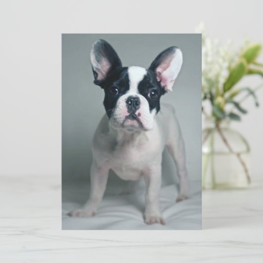 最も可愛い赤ん坊の動物 |ブルドッグフランスのの子犬 サンキューカード (スタンド正面)