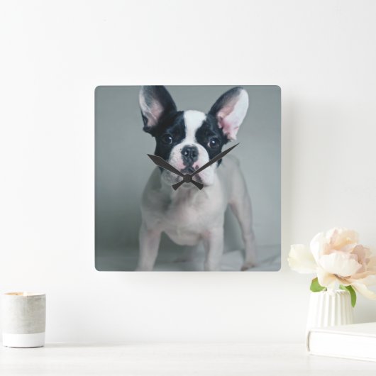 最も可愛い赤ん坊の動物 |ブルドッグフランスのの子犬 スクエア壁時計 (ホーム)