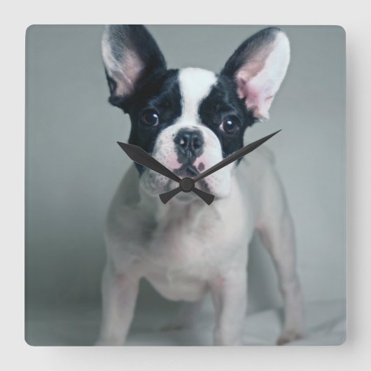 最も可愛い赤ん坊の動物 |ブルドッグフランスのの子犬 スクエア壁時計 (正面)