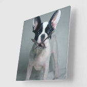 最も可愛い赤ん坊の動物 |ブルドッグフランスのの子犬 スクエア壁時計 (傾斜)