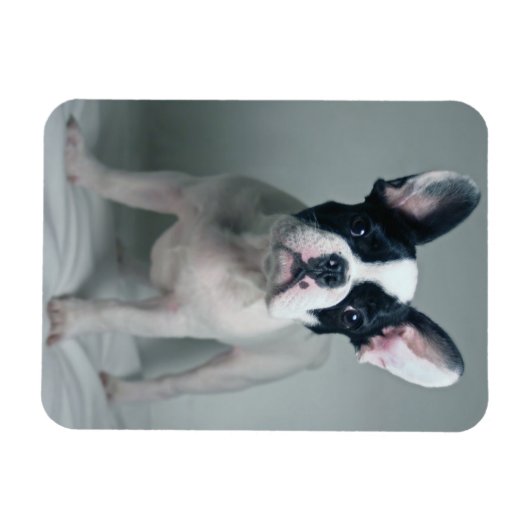 最も可愛い赤ん坊の動物 |ブルドッグフランスのの子犬 マグネット (横)
