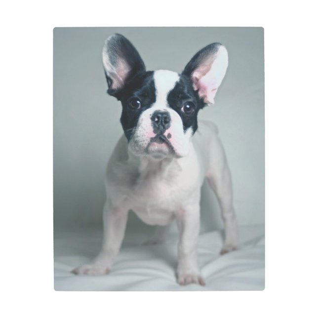 最も可愛い赤ん坊の動物 |ブルドッグフランスのの子犬 メタルプリント (正面)
