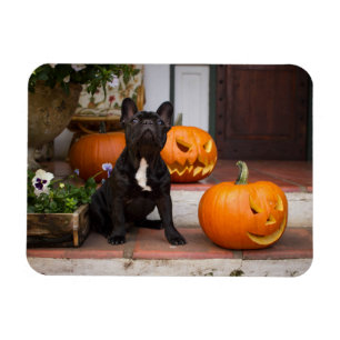 最も可愛い赤ん坊の動物 ブルドッグフランスのハロウィーン マグネット