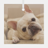 最も可愛い赤ん坊の動物 |ブルドッグフランスのヘッドのティルト ガラスオーナメント (正面)