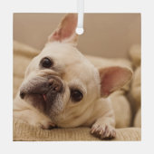 最も可愛い赤ん坊の動物 |ブルドッグフランスのヘッドのティルト ガラスオーナメント (裏面)