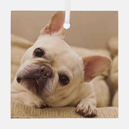 最も可愛い赤ん坊の動物 |ブルドッグフランスのヘッドのティルト ガラスオーナメント (裏面)