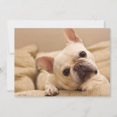 最も可愛い赤ん坊の動物 |ブルドッグフランスのヘッドのティルト サンキューカード (正面)