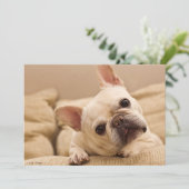 最も可愛い赤ん坊の動物 |ブルドッグフランスのヘッドのティルト サンキューカード (スタンド正面)