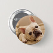 最も可愛い赤ん坊の動物 |ブルドッグフランスのヘッドのティルト 缶バッジ (正面&裏面)