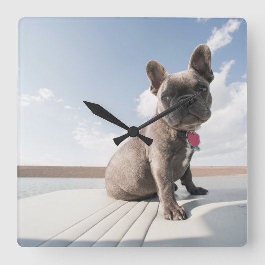 最も可愛い赤ん坊の動物 |ブルドッグフランスのボート スクエア壁時計 (正面)