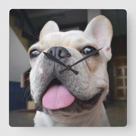 最も可愛い赤ん坊の動物 |ブルドッグフランスの顔 スクエア壁時計 (正面)
