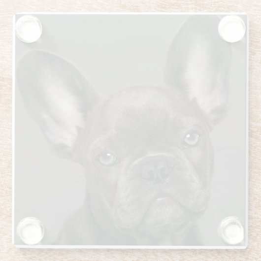 最も可愛い赤ん坊の動物 |ブルドフランスのッグ ガラスコースター (裏面)