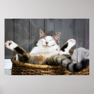 最も可愛い赤ん坊の動物 ベッドの中の猫 ポスター