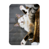 最も可愛い赤ん坊の動物 |ベッドの中の猫 マグネット (縦)