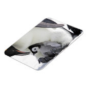 最も可愛い赤ん坊の動物 |ベビーエンペエンペンギン マグネット (左側)