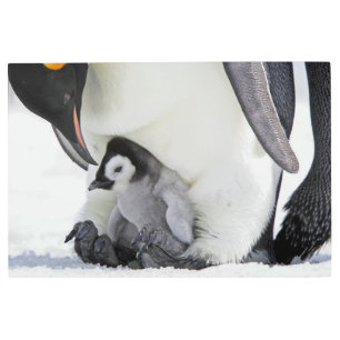 最も可愛い赤ん坊の動物 ベビーエンペエンペンギン メタルプリント