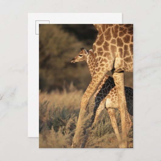 最も可愛い赤ん坊の動物 |ベビーキリンと親 ポストカード (正面/裏面)
