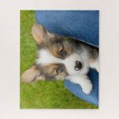 最も可愛い赤ん坊の動物 |ベビーコーギを私の膝に ジグソーパズル (縦)