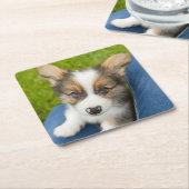 最も可愛い赤ん坊の動物 |ベビーコーギを私の膝に スクエアペーパーコースター (アングル)