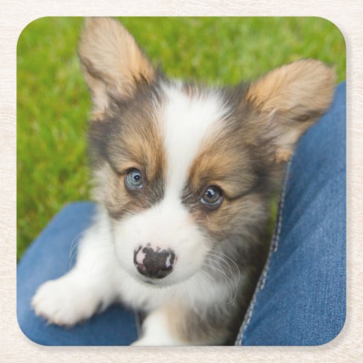 最も可愛い赤ん坊の動物 |ベビーコーギを私の膝に スクエアペーパーコースター (正面)