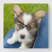 最も可愛い赤ん坊の動物 |ベビーコーギを私の膝に スクエア壁時計 (正面)