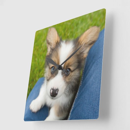 最も可愛い赤ん坊の動物 |ベビーコーギを私の膝に スクエア壁時計 (傾斜)