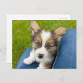 最も可愛い赤ん坊の動物 |ベビーコーギを私の膝に ポストカード (正面/裏面)