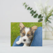最も可愛い赤ん坊の動物 |ベビーコーギを私の膝に ポストカード (スタンド正面)
