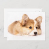 最も可愛い赤ん坊の動物 |ベビーコーギパピーポートレート ポストカード (正面/裏面)