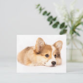 最も可愛い赤ん坊の動物 |ベビーコーギパピーポートレート ポストカード (スタンド正面)