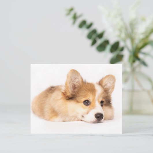 最も可愛い赤ん坊の動物 |ベビーコーギパピーポートレート ポストカード (スタンド正面)