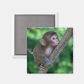 最も可愛い赤ん坊の動物 |ベビーサル マグネット (正面/裏面)