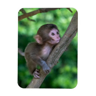 最も可愛い赤ん坊の動物 ベビーサル マグネット