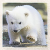 最も可愛い赤ん坊の動物 |ベビーシロクマ ガラスコースター (正面)