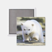 最も可愛い赤ん坊の動物 |ベビーシロクマ マグネット (正面/裏面)