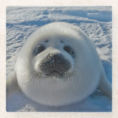 最も可愛い赤ん坊の動物 |ベビーシール ガラスコースター (正面)