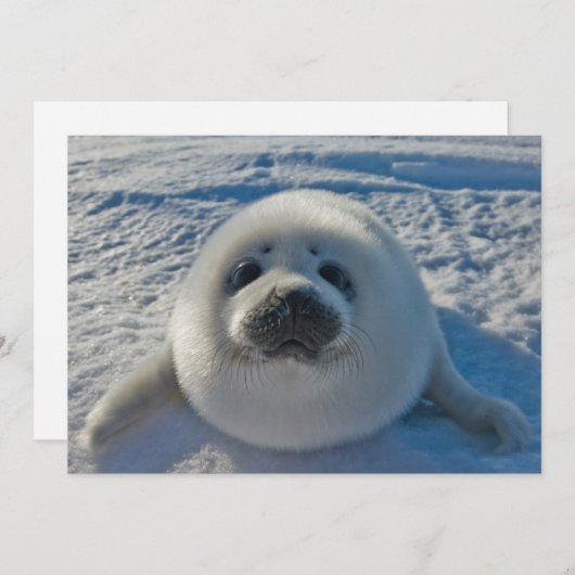 最も可愛い赤ん坊の動物 |ベビーシール サンキューカード (正面/裏面)