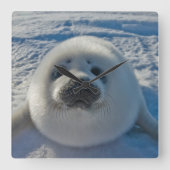 最も可愛い赤ん坊の動物 |ベビーシール スクエア壁時計 (正面)