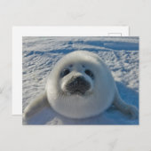 最も可愛い赤ん坊の動物 |ベビーシール ポストカード (正面/裏面)