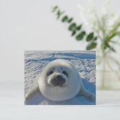 最も可愛い赤ん坊の動物 |ベビーシール ポストカード (スタンド正面)