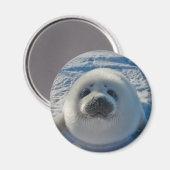 最も可愛い赤ん坊の動物 |ベビーシール マグネット (正面/裏面)