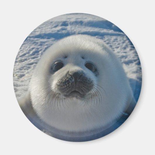 最も可愛い赤ん坊の動物 |ベビーシール マグネット (正面)