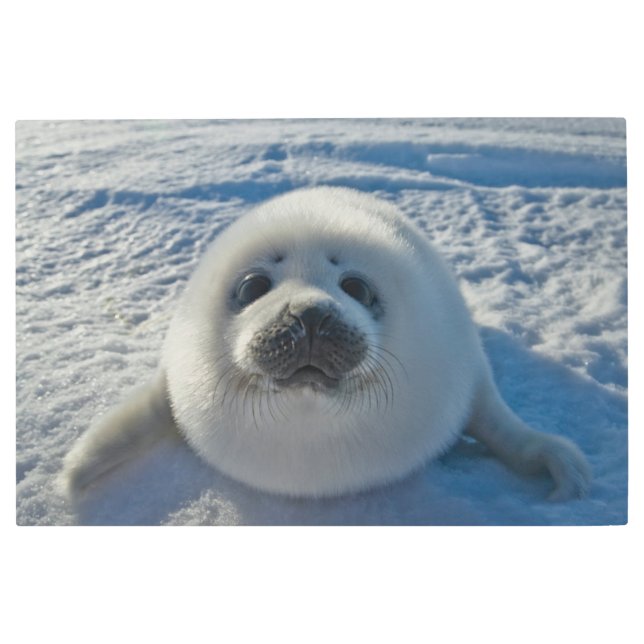 最も可愛い赤ん坊の動物 |ベビーシール メタルプリント (正面)