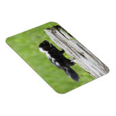 最も可愛い赤ん坊の動物 |ベビースカンク マグネット (右側)